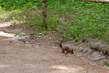 squirrel on tree