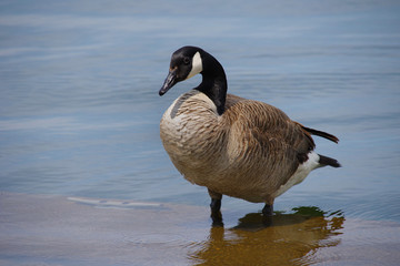 Goose Standing In Shallow Water