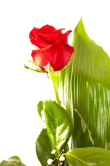 red rose in a jar with copy space for your text