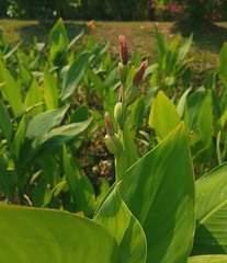 corn growing in field