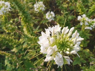 white flowers in garden