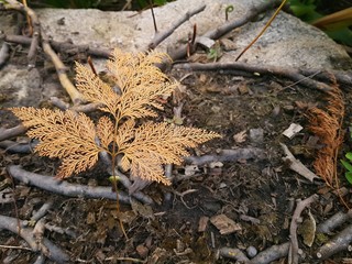 The dry leaves fell to the ground