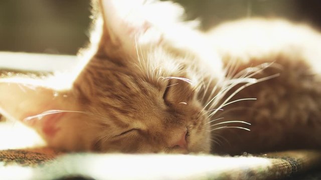 Sleeping red cat breed Mei kun in the sun