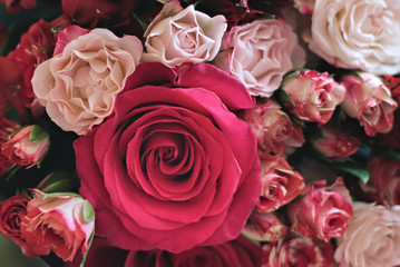 Close up of a beautiful rose. Birthday, Mothers Day, Valentine, Spring concept