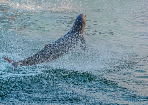Irrawaddy dolphin It&rsquo;s so cute
