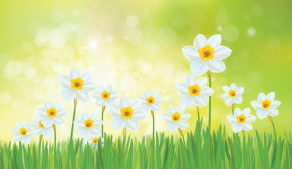 Vector daffodil flowers. Spring  background.