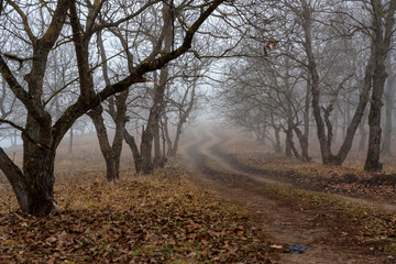 Fototapeta na wymiar Dark foggy autumn countriside view with road in morning