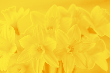 Bright spring yellow daffodils on yellow background, floral background