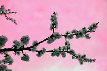Close up cherry blossom on  pink background - Stock image. Blooming Japanese sakura buds and...