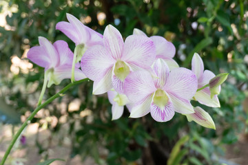 Beautiful purple orchid flower tree