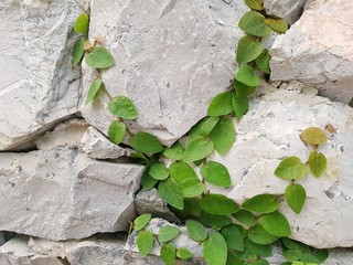 ivy on the wall