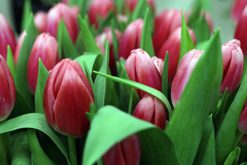 bright red tulips, a bouquet of flowers