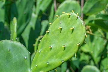 closeup of a cactus
