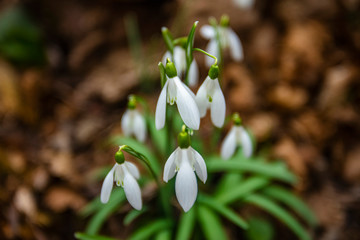snowdrops flowers in the forest.first sign of spring 