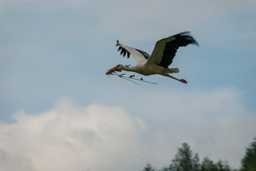 Storch bringt Äste zu seinem Nest