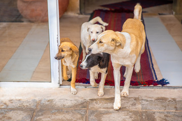 A pack of mongrels, dogs of different ages come out of the house.