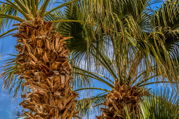 exotic palm tree branches against blue sky