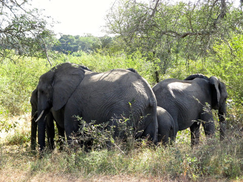 The famous Kruger National Park one of the oldest game reserves of the African continent with the world's largest collection of animal species in South Africa - DUR