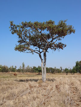 Landscape with a lone tree and blue sky in parched rice field