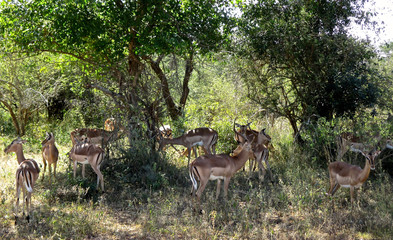 The famous Kruger National Park one of the oldest game reserves of the African continent with the world's largest collection of animal species in South Africa - DUR