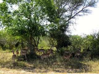 The famous Kruger National Park one of the oldest game reserves of the African continent with the world's largest collection of animal species in South Africa - DUR