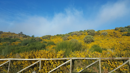 Fototapeta premium Madère, les ajoncs jaunes du plateau Paul da Serra