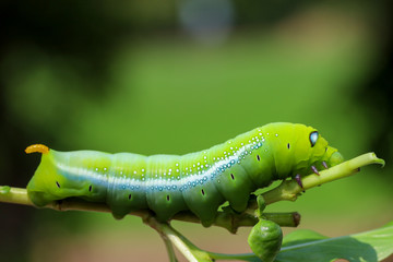 Close up green worm or Daphnis neri worm on the stick tree in nature and enviroment