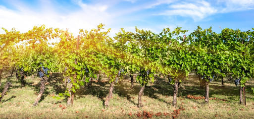 Fototapeta na wymiar vineyard for the production of wine