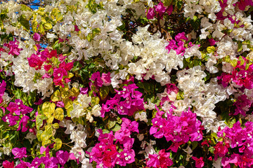 white, pink and red bouganvilla in a clourful background texture