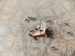 Extreme black small ants eating a grey flying insect
