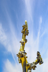 CHINESE RELIGION SYMBOL GOLDEN TREE ON BLUE SKY