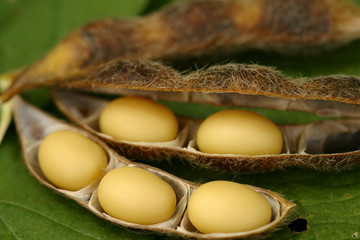 grãos de soja em favo aberto, fava de soja, grãos de soja amarelos