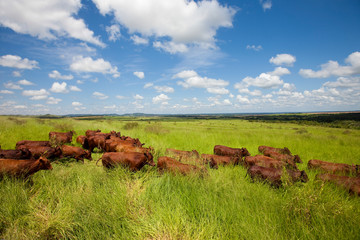 gado da raça Bonsmara em pasto aberto