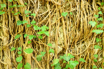 liana on a old stone wall as a background