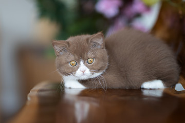 BKH Kitten Britisch Kurzhaar Katze mit Blumen
