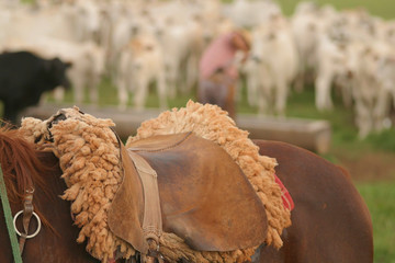 cela focada no primeiro plano com peão e boiada ao fundo desfocados, detalhe homem pantaneiro