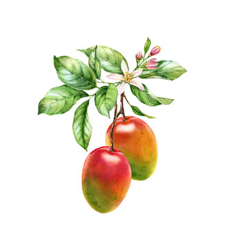 Watercolor Mango fruits. Two Ripe mango on a tree branch with flowers leaves. Realistic botanical floral composition. Isolated illustration on white. Hand drawn exotic food