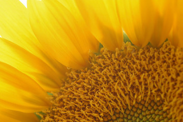 flor de girassol, detalhe macro pétalas