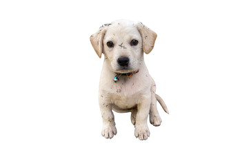 White puppies dirty or small dog isolated on white background.