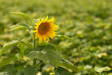 flor de girrasol no campo