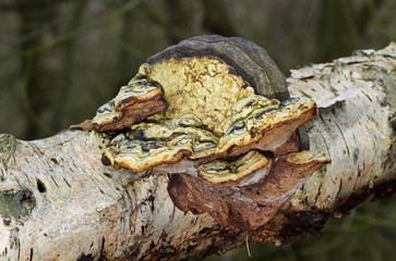 Strangely deformed Beeswax bracket fungus growing on the rotting stem of a Birch tree 