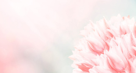 Spring flowers, pink background. Blossom tulips on blue and pink background. Sunbeams and bokeh over a blur banner, header or billboard. Valentine, love, Mothers day, wedding, summer and springtime.