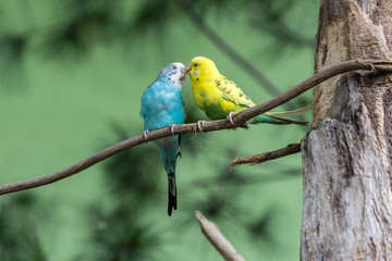 Pair of parrot sitting on branch. Wildlife love scene from trop.