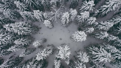 Aerial top view amazing snow coverted spruce trees in forest. Zoom out shot - Powered by Adobe