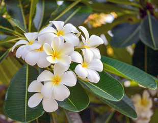 close up of flowers frangipani plumeria
