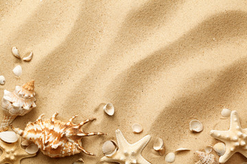Fototapeta na wymiar Seashells On Sand Background