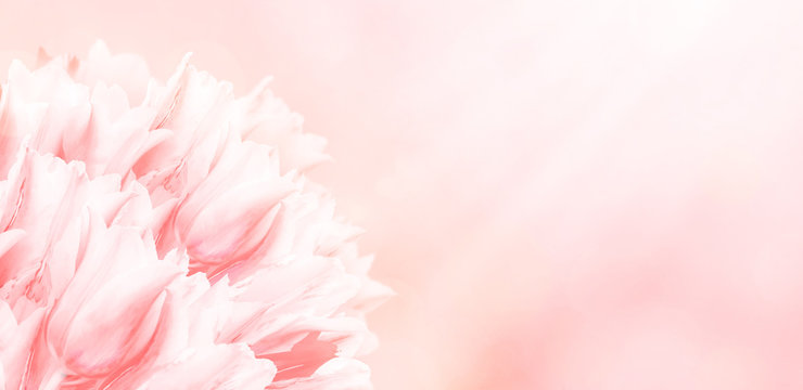 Spring flowers, pink background. Blossom tulips on blue and pink background. Sunbeams and bokeh over a blur banner, header or billboard. Valentine, love, Mothers day, wedding, summer and springtime. © taylon