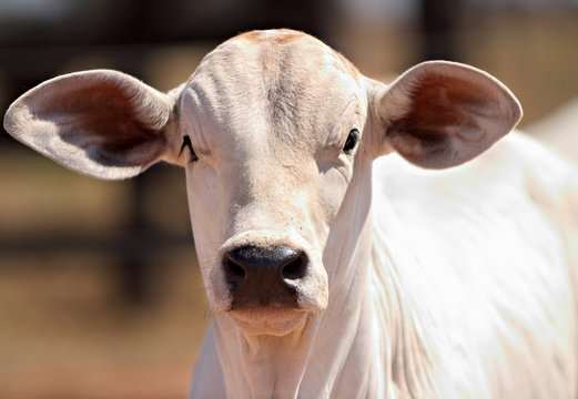 novilho de nelore olhando para c&atilde;mera, gado Nelore