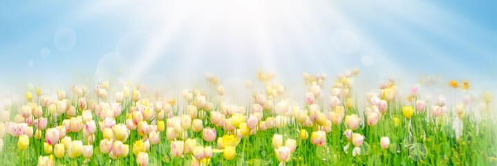 Fototapeta premium Spring flowers, pink background. Blossom tulips on blue and pink background. Sunbeams and bokeh over a blur banner, header or billboard. Valentine, love, Mothers day, wedding, summer and springtime.