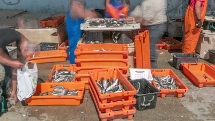 Fisherman worker sorting fish timelapse